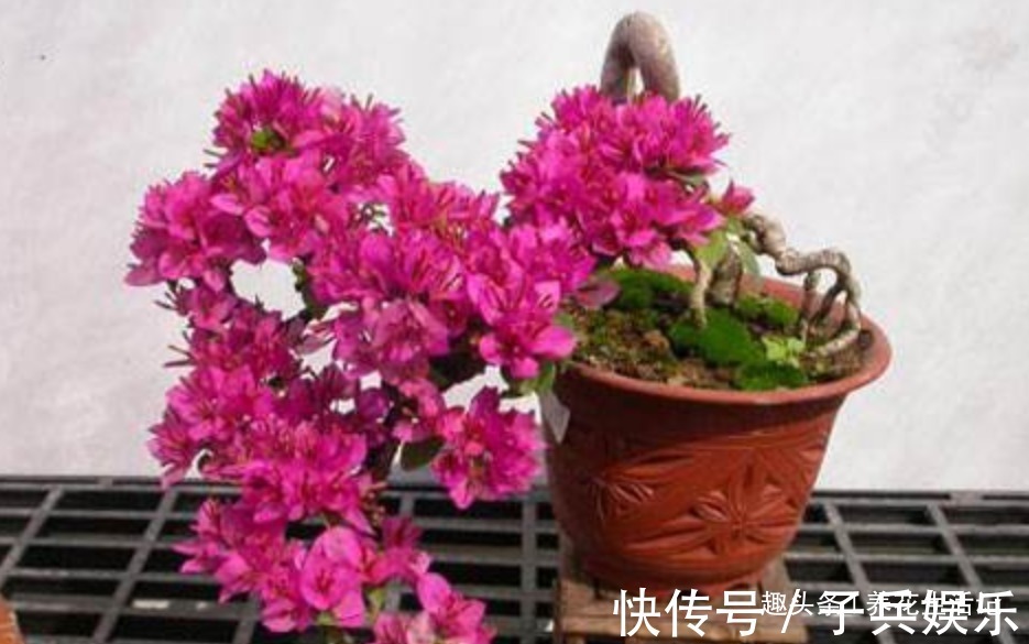 三角梅不开花用5个小方法成功促花,开花“爆盆”满枝头