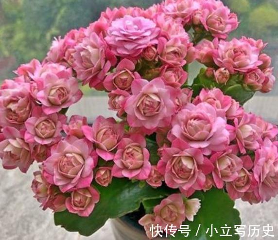 长寿花老桩张牙舞爪很难看怎么办,这样剪,株型好开花多