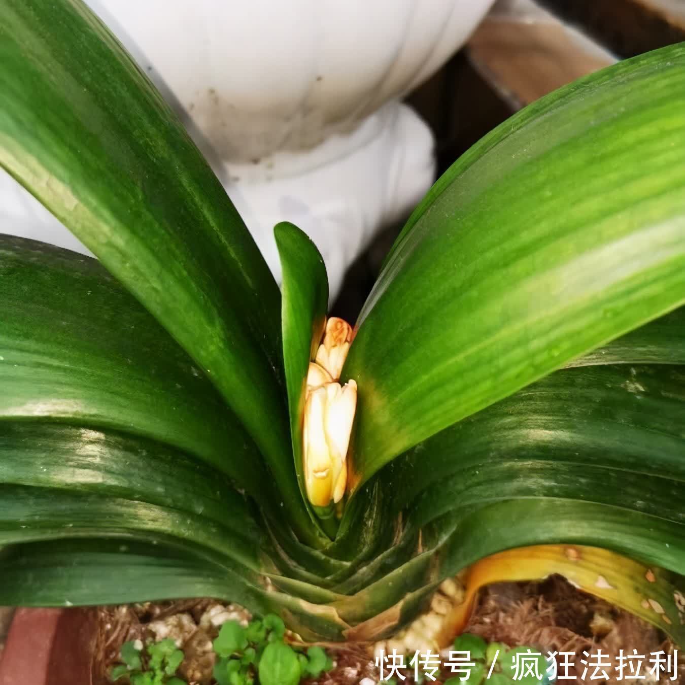 3种“懒人花卉”,不用勤浇水施肥,也能快速生长花很漂亮