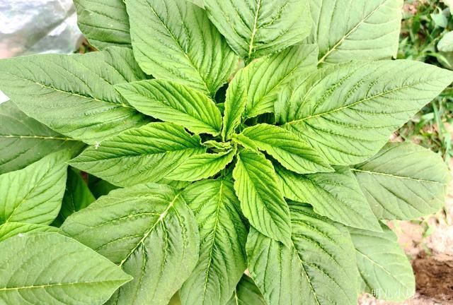 地頭|六月這野菜正當時,清熱去火比吃藥強,田間地頭到處都是,別錯過