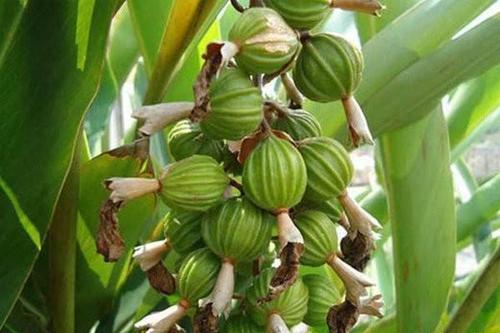 堪称一绝|民间叫它“小豆蔻”,炖肉堪称一绝,公园里就有