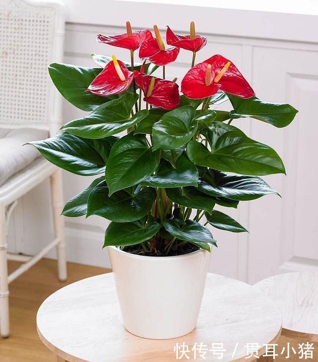 红掌|家里采光差并不影响养花,这几种花耐阴性强,光照差也能开花爆盆