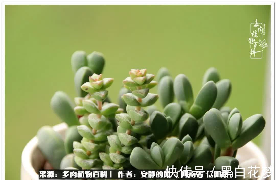 阳台多肉党的幸福生活!