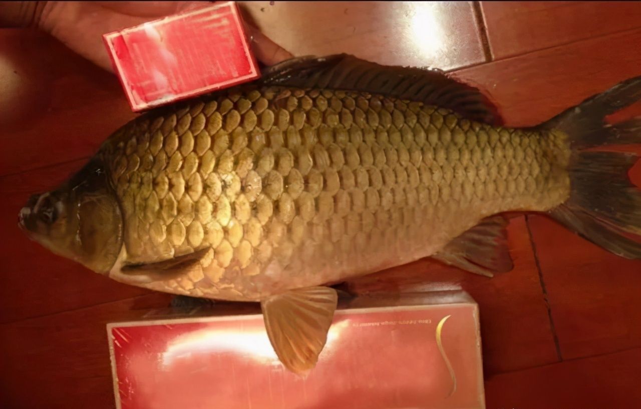 河沟钓到“鲫鱼王”,足有七斤重,有人要买走,钓友做法让人钦佩
