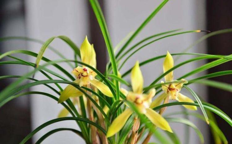 浇水|几款艳丽的花卉,漂亮又好闻,全年开花不断,丝毫不逊色于牡丹