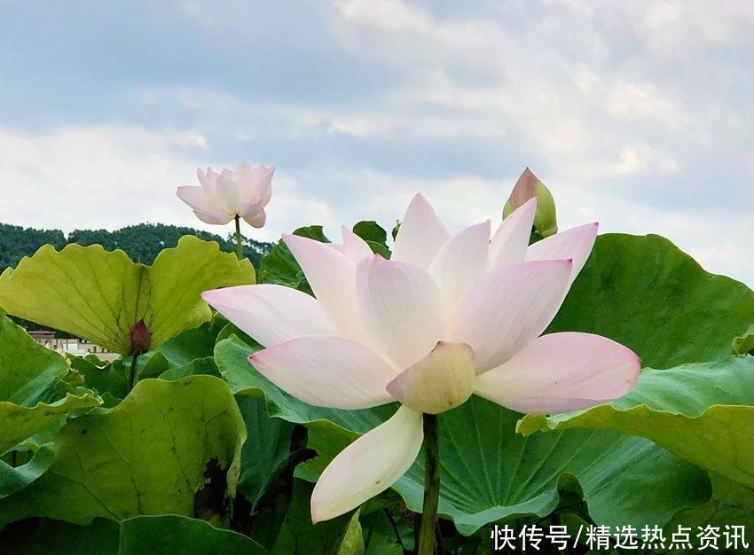 荷花|广西贵港：千亩荷花竞相绽放