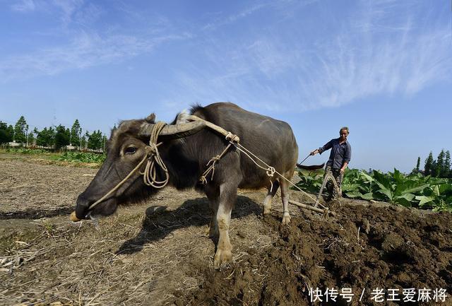 冬季|冬至快到了,“冬至在月中,卖被买耕牛”,今年冬季是冷还是暖