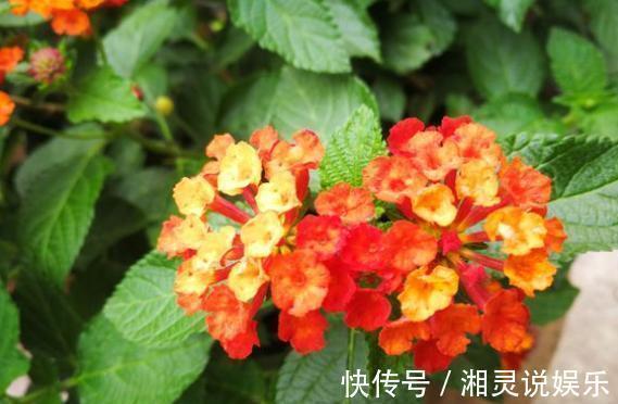 5种超爱开花的花卉，随便养一盆，一开就是大半年，超美超惊艳