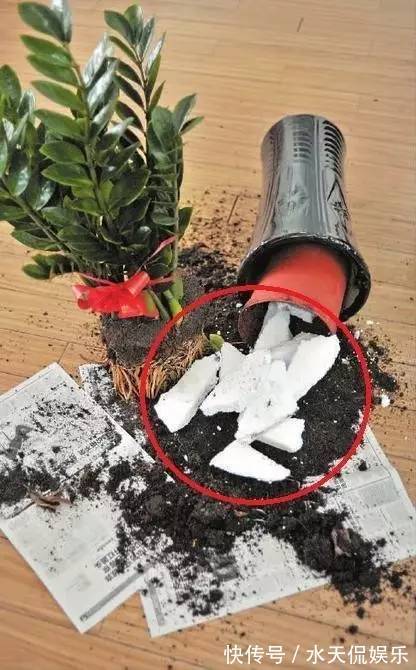 秋天|到了秋天，塑料泡沫才是养花“宝贝”，扦插生根快，养花不烂根