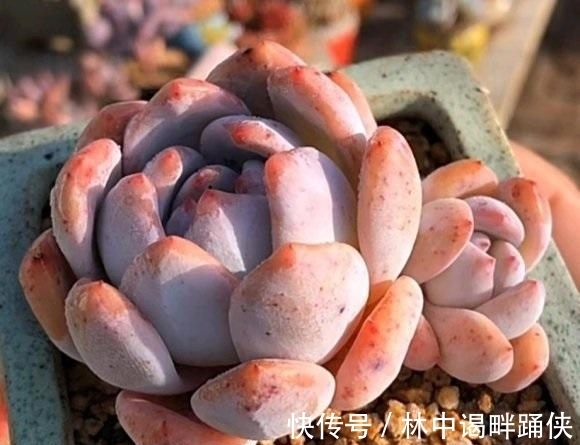 怎么养出“透红”的肉肉?多肉变红,只需2个条件,很简单