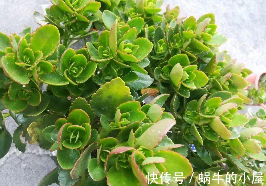 铁线莲|6种“漂亮花”,立秋后快施肥,叶片杠杠厚,花苞挤满盆