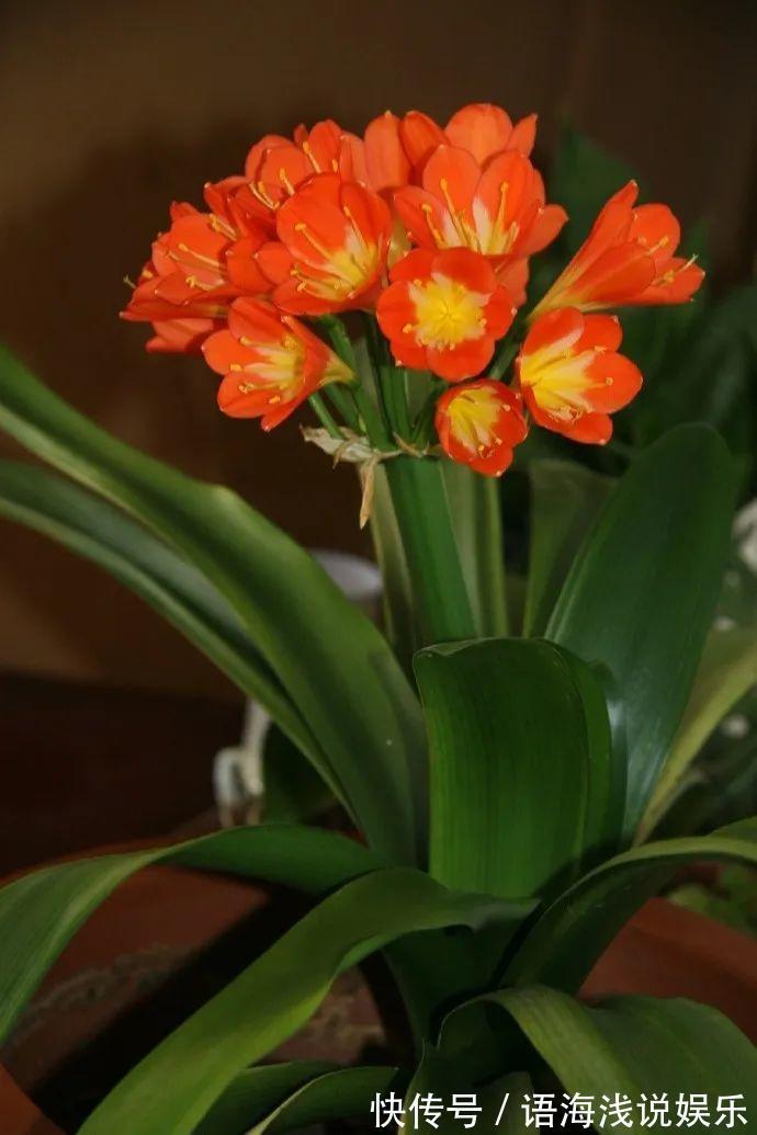 君子兰越小越值钱,养了4年,只有硬币大!