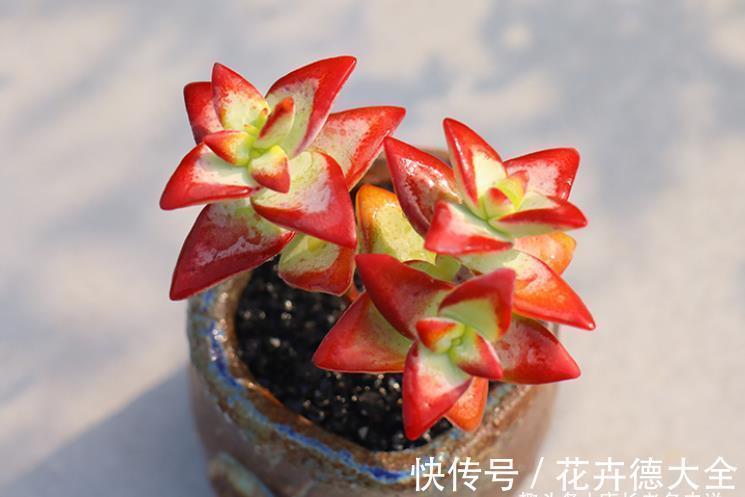 多肉自由女神——秋天入手冬天就美了,上色之后实物比照片还好看