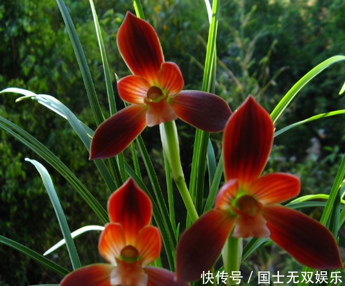 此兰花是“国兰第一红”,花型大气,开花后自带仙气,曾多次获奖