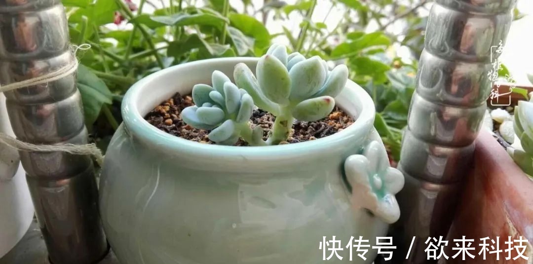 柴米油盐的日子,养几盆多肉吧,为生活添几抹色彩!