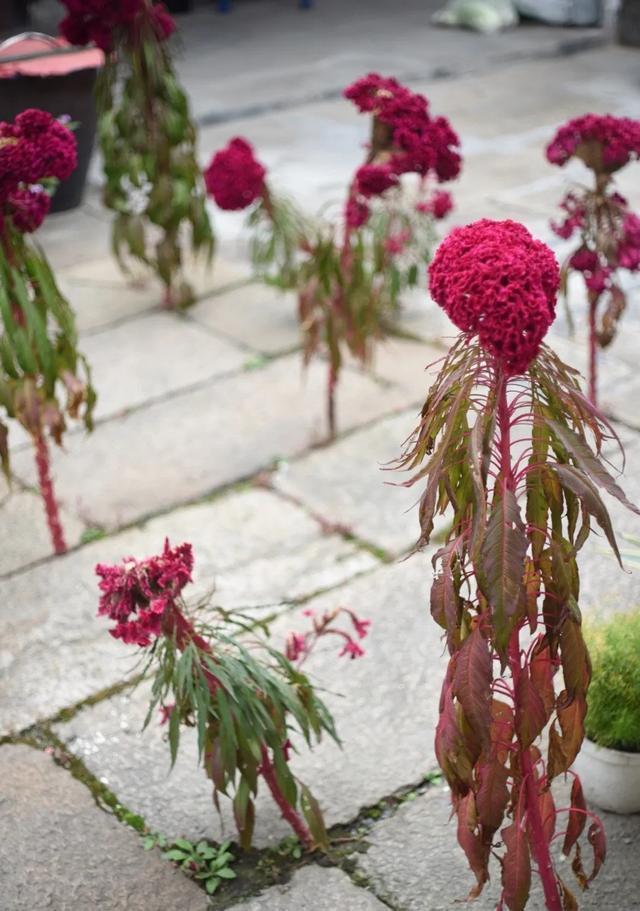 朱顶红|真正的花坚强,墙缝、地缝都能长,开花特别旺!