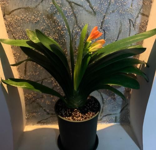 一般君子兰不开花，是因为没达到哪些“要求”？