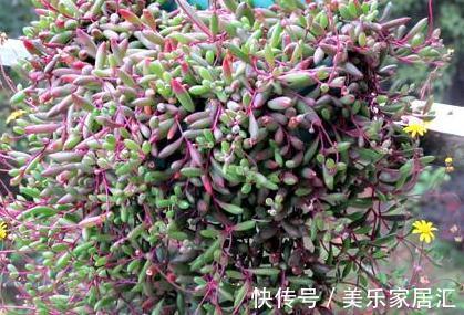 找到一款好养的多肉,耐寒不怕水,还经常开花