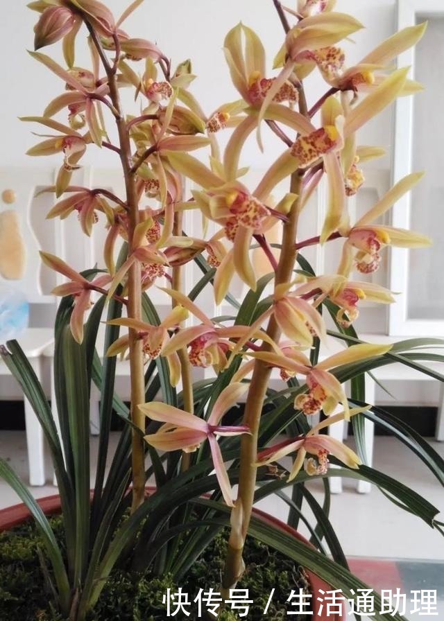 春季养兰花，要做“2件事”，花苞窜满了，开花芳香、长爆盆！
