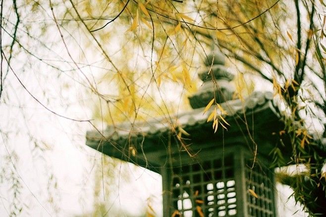 雨打青灯闪壁光，开怀嫩叶慰清凉|每日好诗词| 诗与远方