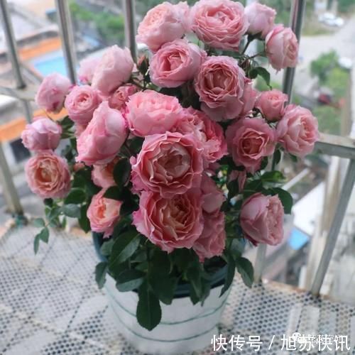 花期|“最累”的8种花,花开连续几个月,一次开花几百朵!