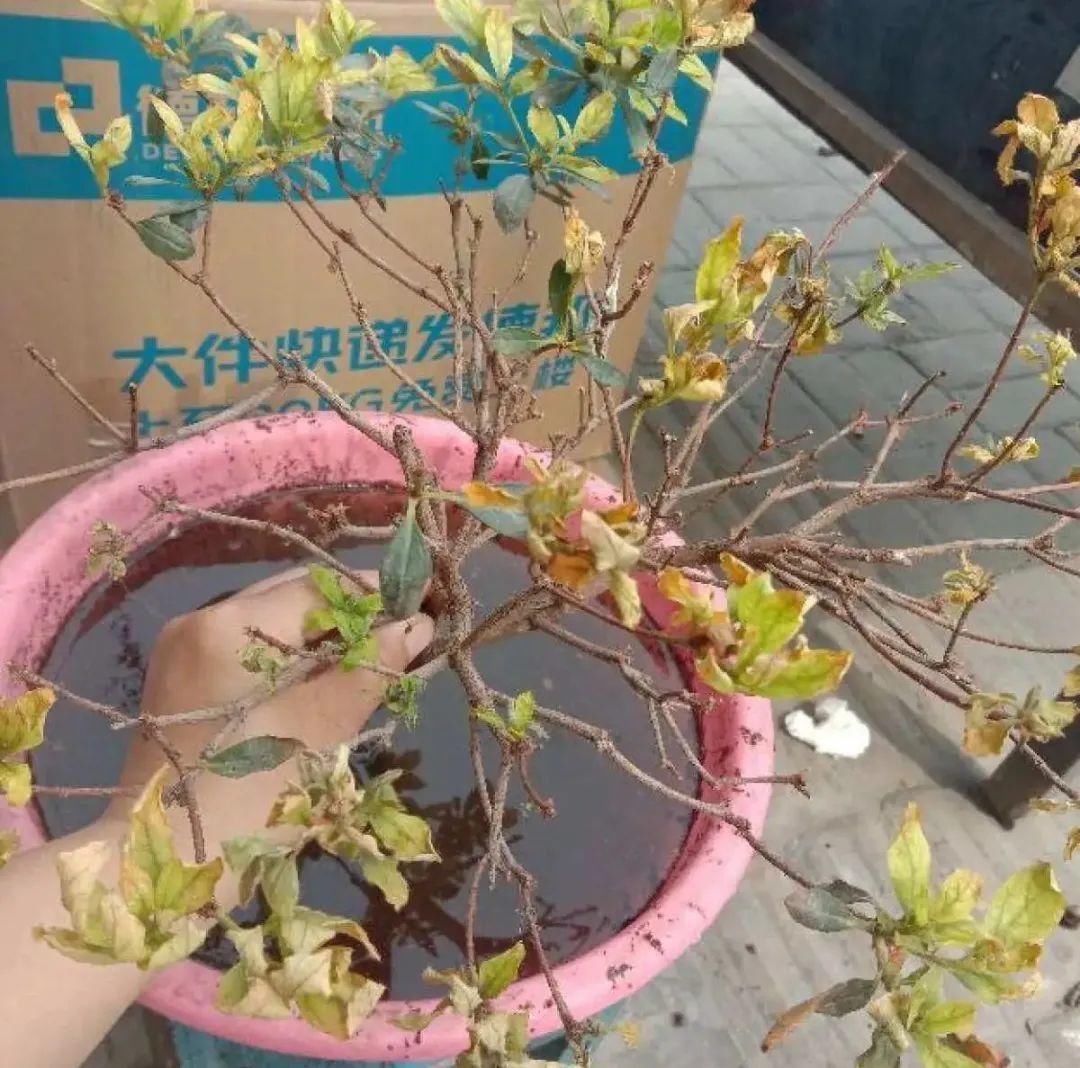 浇水|警惕秋老虎，别让你的花，度过夏天，却死在秋天