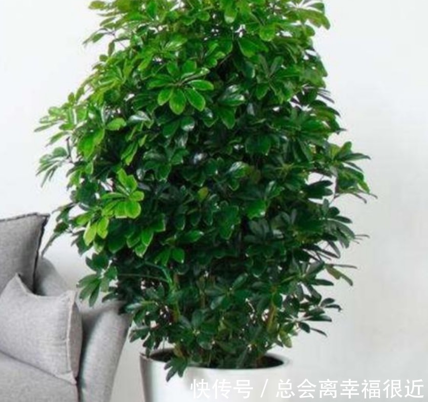 家里最适合养上“3种花”,人养花,花也养人,解毒败火,值得养