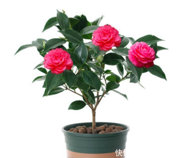 养茶花和杜鹃花，冬春季节一定要做好四点，要不然花苞打不开