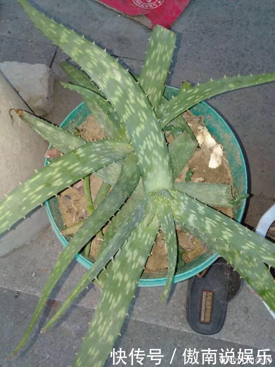 大疙瘩|盆土硬成大疙瘩,浇点松土剂,立马软得像发糕!