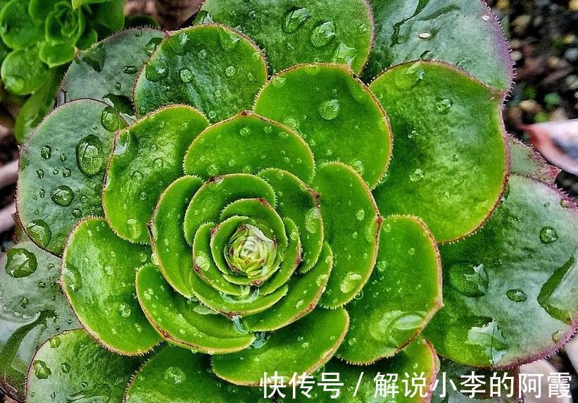 雨后天晴|万物生长靠雨水，才知道多肉植物淋雨还有这好处，天生天养易爆盆