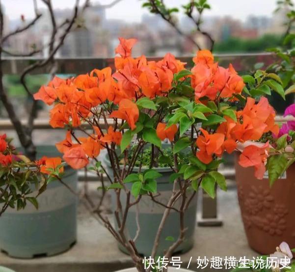 三角梅|45种三角梅品种,红、橙、黄、绿、白、紫,每一种都很好看!