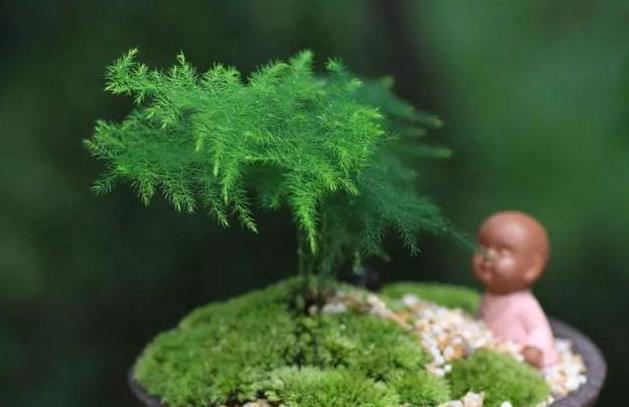 营养土|文竹养不好，是因为有“4怕”，不及时纠正，叶片就会发黄