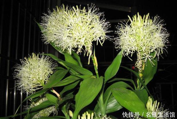 3种绿植,开花便是“好兆头”,家里放一盆,日子顺风又顺水