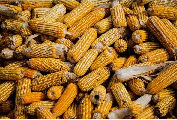 肝脏类|黑米熬粥可养肝?医生:无知!真想养肝,2种“谷物”要少吃