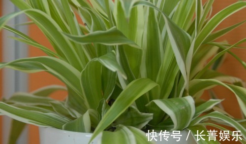 吊兰|家里和办公室基本上都有的吊兰,你了解多少,真的会养吗