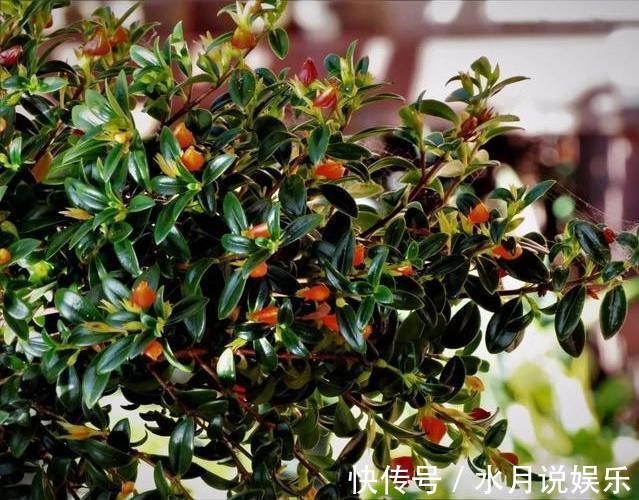 修剪|别人家金鱼吊兰四季开花,怎么做到的原来全靠这个小技巧
