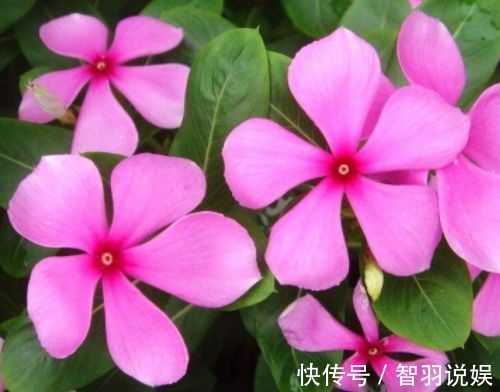 喜欢玫瑰,不如养“高端玫瑰”永远的莫斯科,色泽鲜艳,艳压群芳