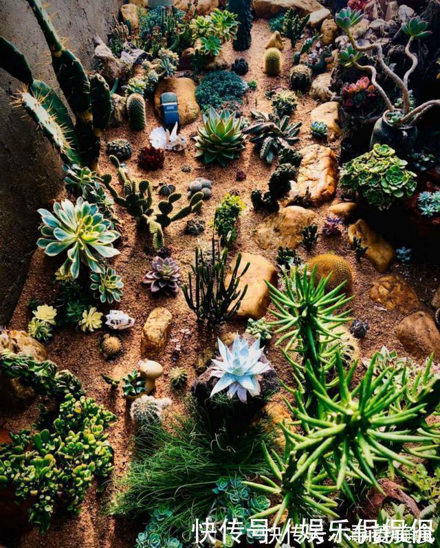 他痴迷养多肉,将500多盆多肉养出“高级感”,大家都夸美如仙境