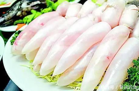 【鱼百科】鱼的基础知识,了解主要生理特征