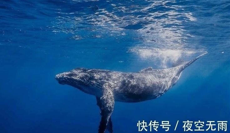 地宫!《史记》说秦始皇陵内,有人鱼膏点燃的长明灯,人鱼膏是什么?