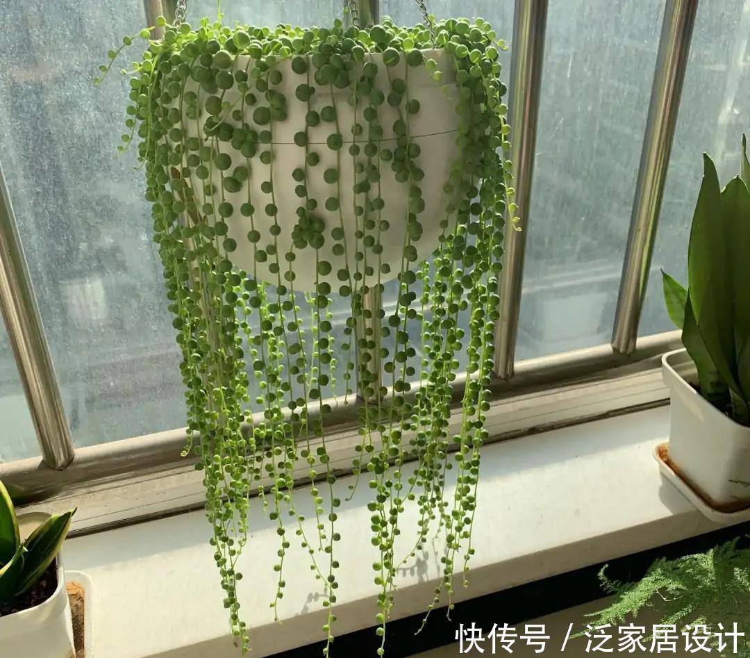 红缨吊兰|养花位置不够了?养这“6种”可以吊起来养的花,好看又不占地方