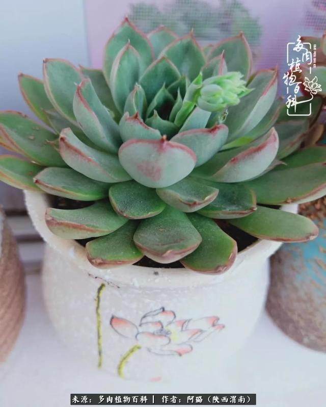 这些年养的那些多肉!附靠谱的多肉度夏小技巧!