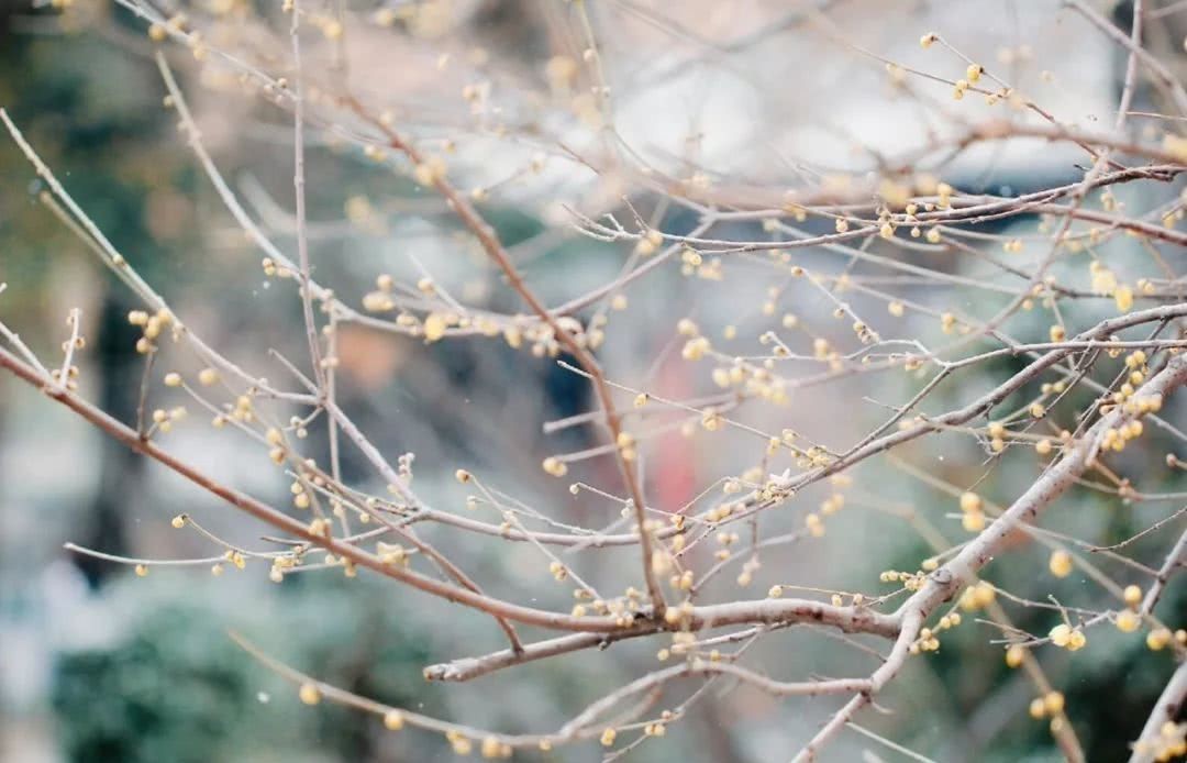 茶师|只有你需要的茶,才是好茶