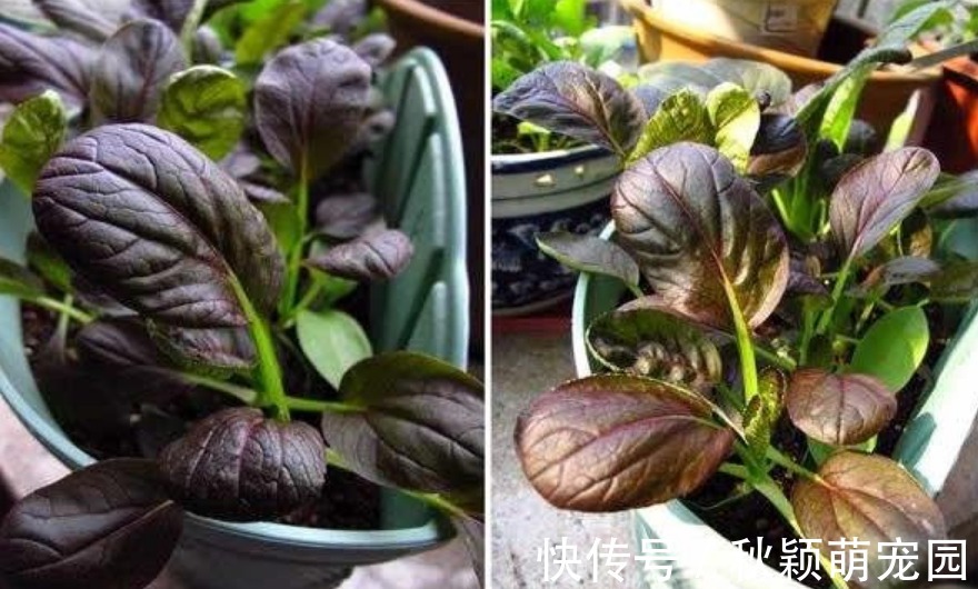 阳台最适合种“4种菜”，7天就上桌，漂亮又好养，吃完一茬又一茬