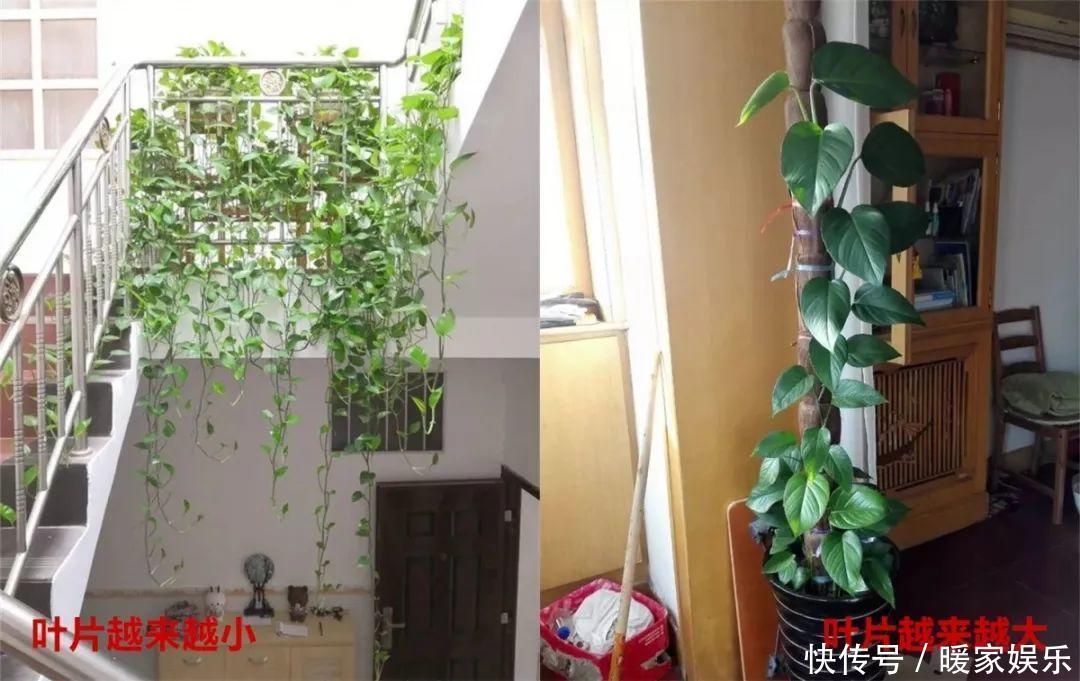花友|绿萝裹个旧毛巾,俩月能爬1米高,一片叶子脸盆大!