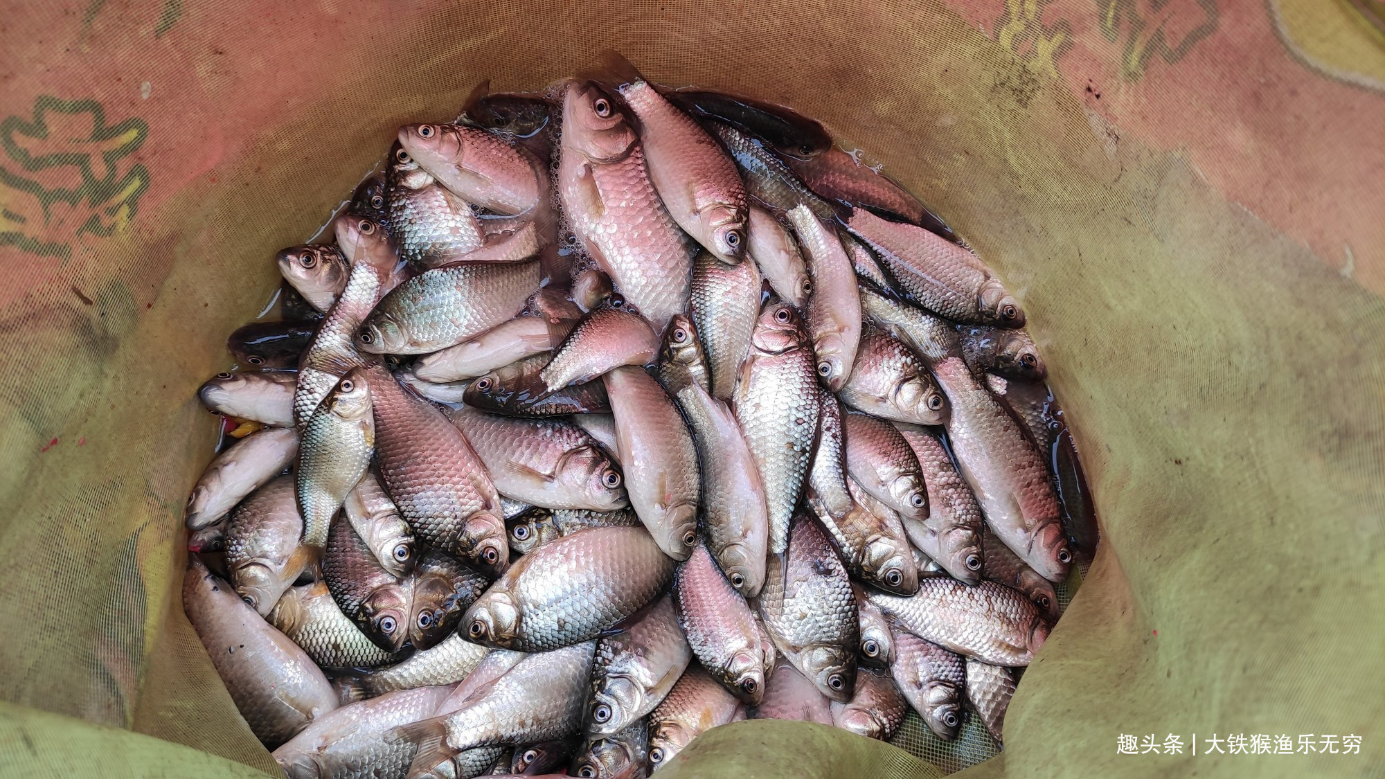 老头|民间60岁钓鱼高手，一招解决春季鲫鱼没口问题，请收下我的膝盖吧