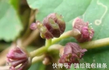 叶子|它的叶子有一个口子，样子像崩了的饭碗，遇见挖回家