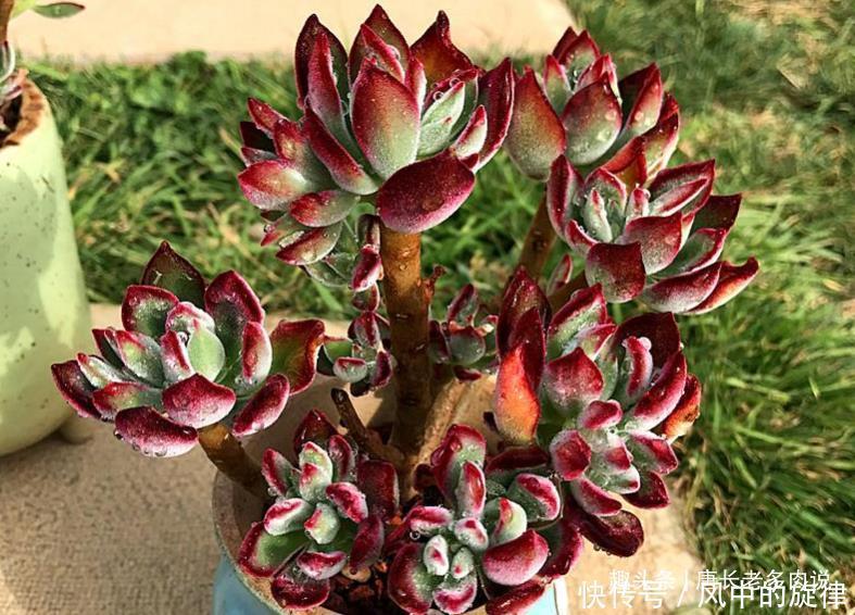 多肉锦晃星可以淋雨吗当然可以,不过有两种情况建议最好别淋雨