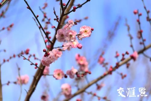 “立春”了 南京梅花山早梅花开朵朵