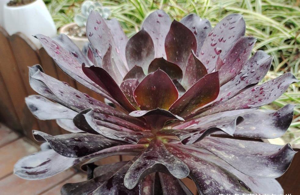 肉友|我们养多肉的过程中该不该给多肉砍头?什么时候砍头合适?